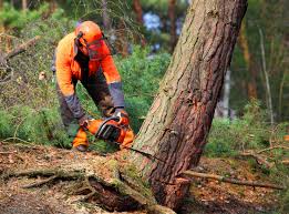 Reliable Jordan, NY Tree Removal Services Solutions